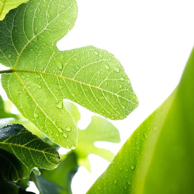 Young leaves -Song for "Fifteen"-