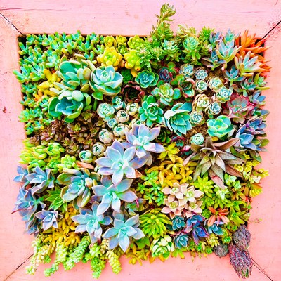 Philica (Fukuhara language ver)