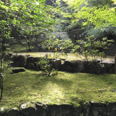 deep forest
