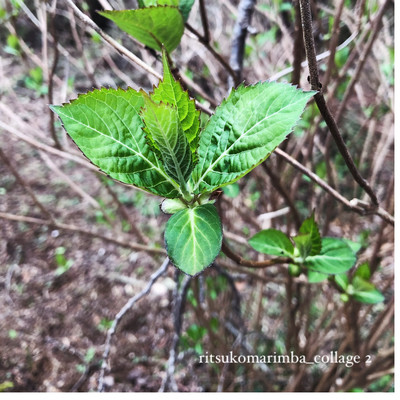 ritsukomarimba_collage 2