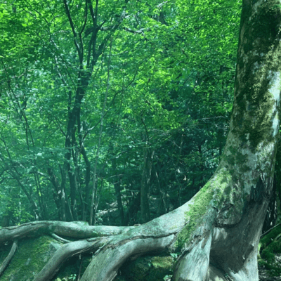 Mother Tree