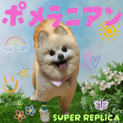 Pomeranian