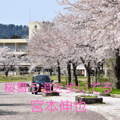 Walking down the road with cherry blossoms falling