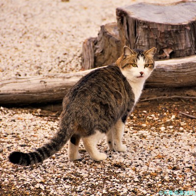 ALWAYS WHEN I LOOK BACK