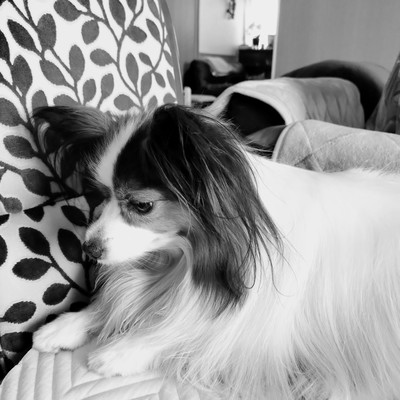 The Holy Flower (feat. AKIKO)