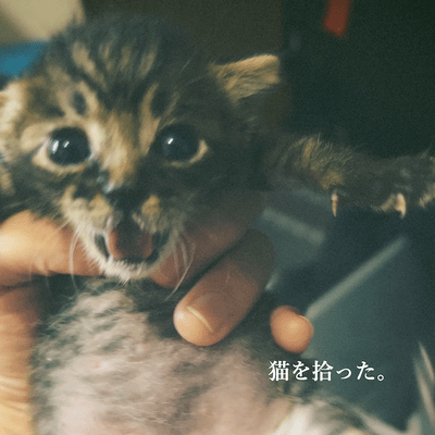 Neko wo Hirotta