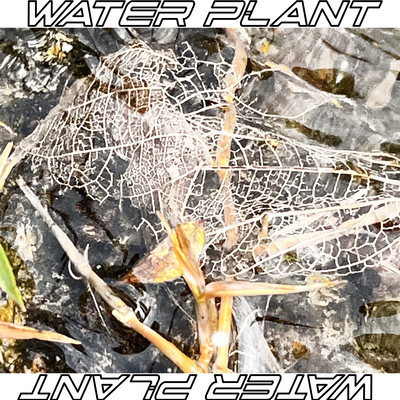 WATER PLANT