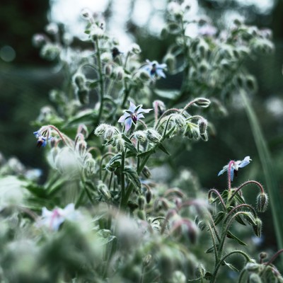 Borage