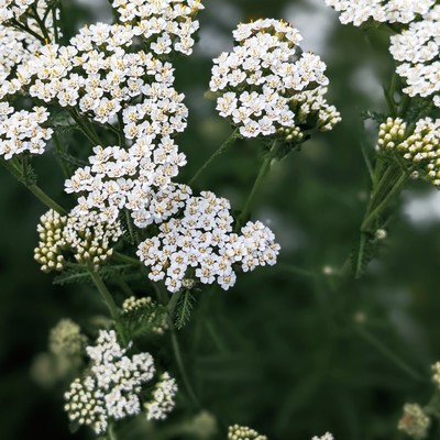Yarrow