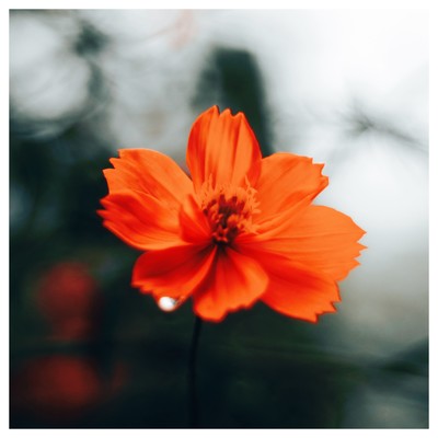 Strawberry Preserves