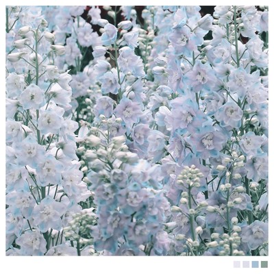 Delphinium