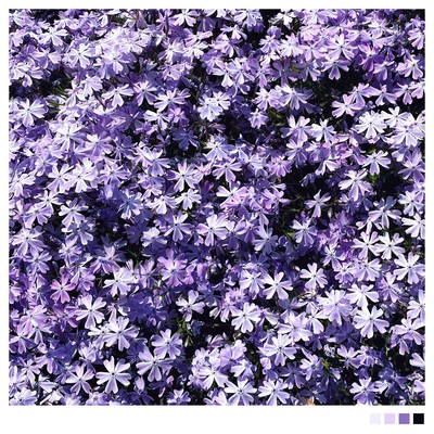 Phlox