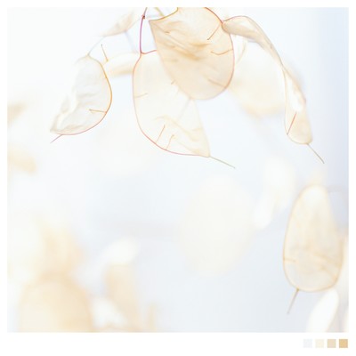 Lunaria