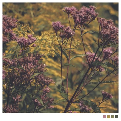 Joe Pye Weed