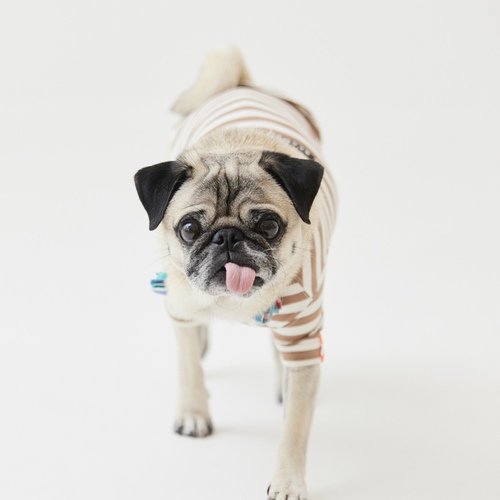 The Pug & Peace