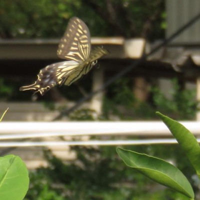 A Journey to make a Smile Bloom