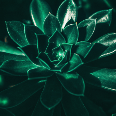 HYPERPLANT (Spiral)