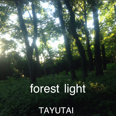 forest light