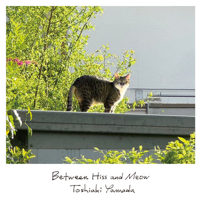 Between Hiss and Meow