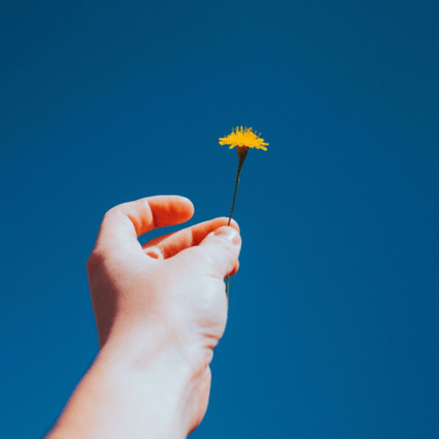 Dandelion