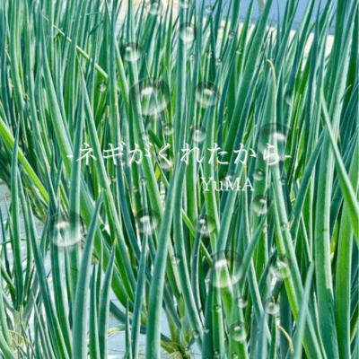 Because Negi gave it to me