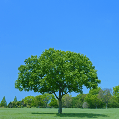 Compilation Tracks Vol.1 "Untitled Lv.1"