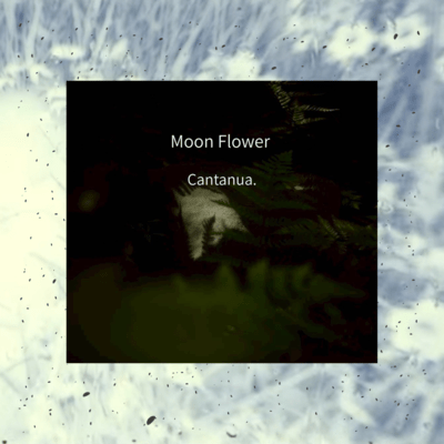 Moon Flower