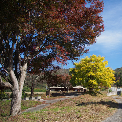 Blooming on the roadside