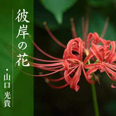 Red spider lily