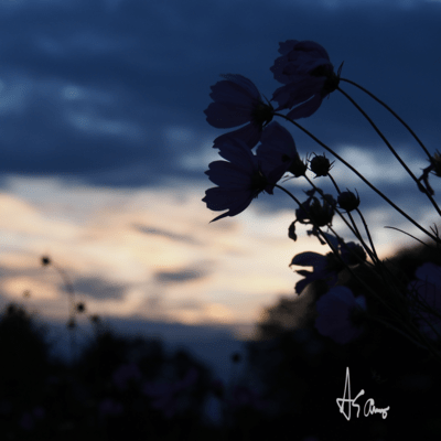 Fragile of life