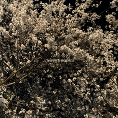 Cherry Blossom