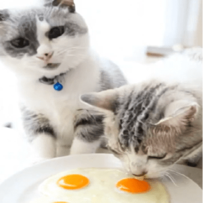 Dancing Egg