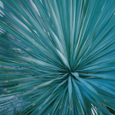 Plant Trilogy
