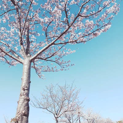 The row of cherry trees