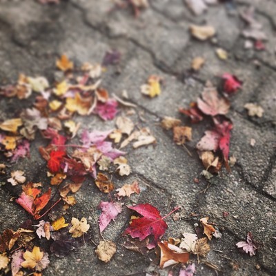 Dancing leaves in a night breeze