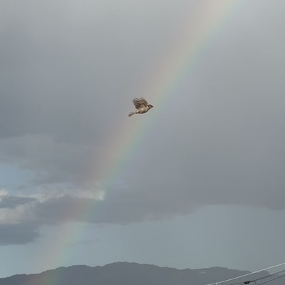 After the rain