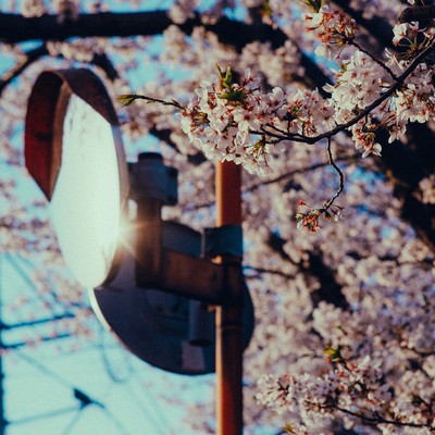 Sayonara no Yokan