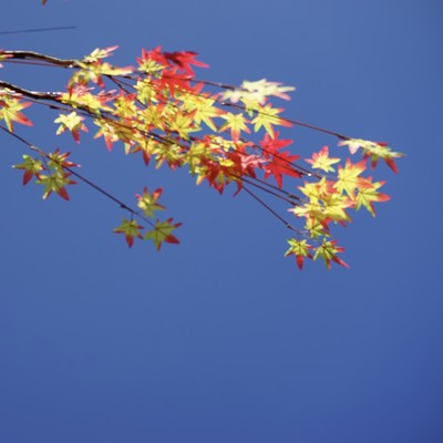 Sky of autumn