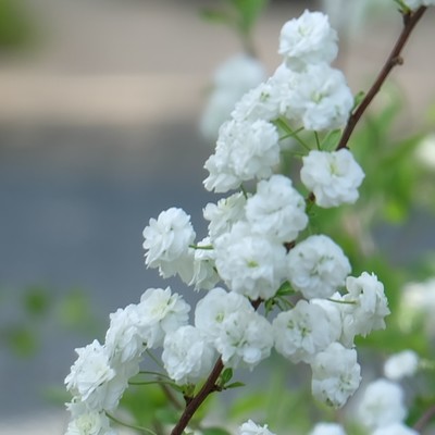 Heart of the Rock (Remix 2025)