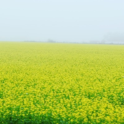 Heart of the Rock English (Remix2025)