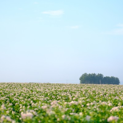 Good harvest