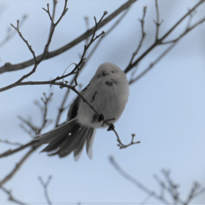Long-tailed tit