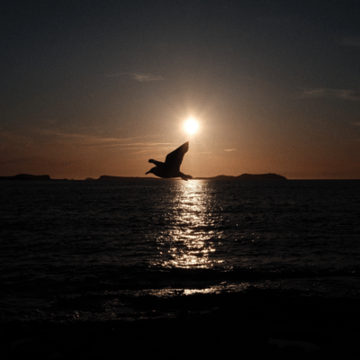 eemit a sound toward to wave