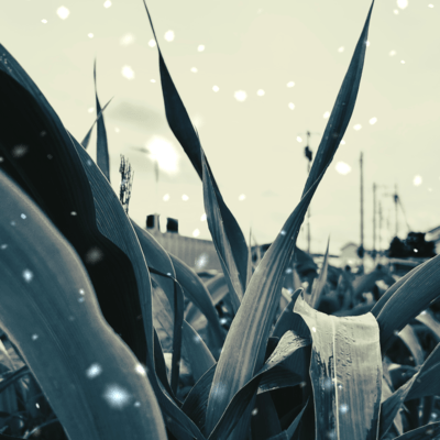 Raindrops (feat. YawaraMusic)