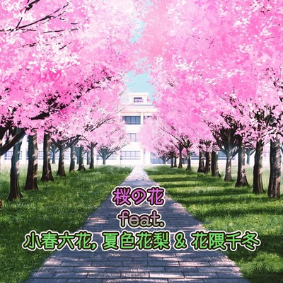 Cherry Blossoms