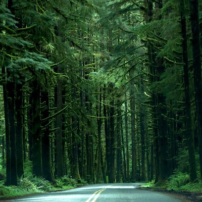 Evergreen Road (version 2026)
