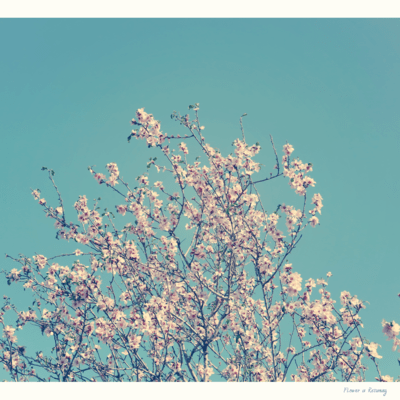 Flower is Returning