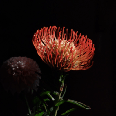 Akegata no Moya (TOSHIKI HAYASHI (%C) Remix)