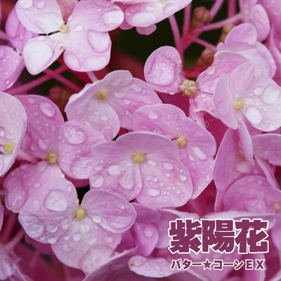 AJISAI