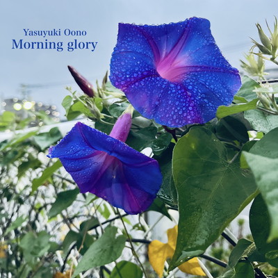 Morning glory